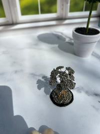 Pyrite Trees