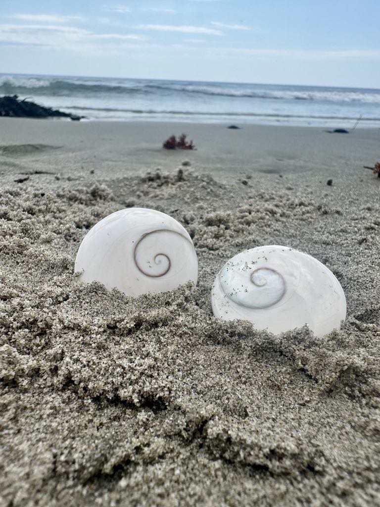 Mermaid Money (Shiva Eye)