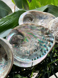 Large Abalone Shell