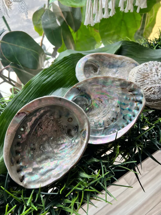 Large Abalone Shell