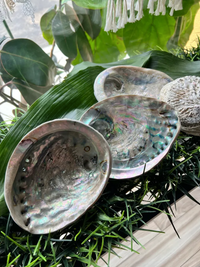 Large Abalone Shell