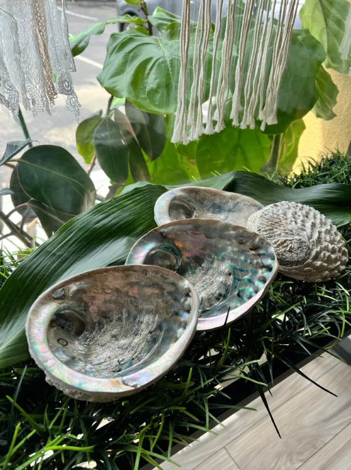 Large Abalone Shell