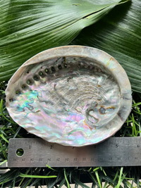 Large Abalone Shell