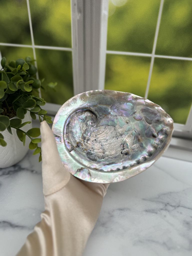 Large Abalone Shell