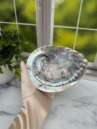 Large Abalone Shell