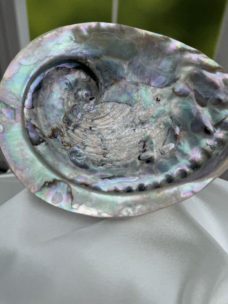 Large Abalone Shell