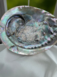 Large Abalone Shell