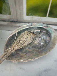 Large Abalone Shell