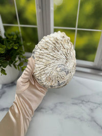 Large Abalone Shell