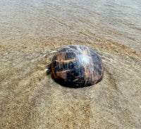 Black Moonstone Palm Stone