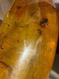 Amber with Insects