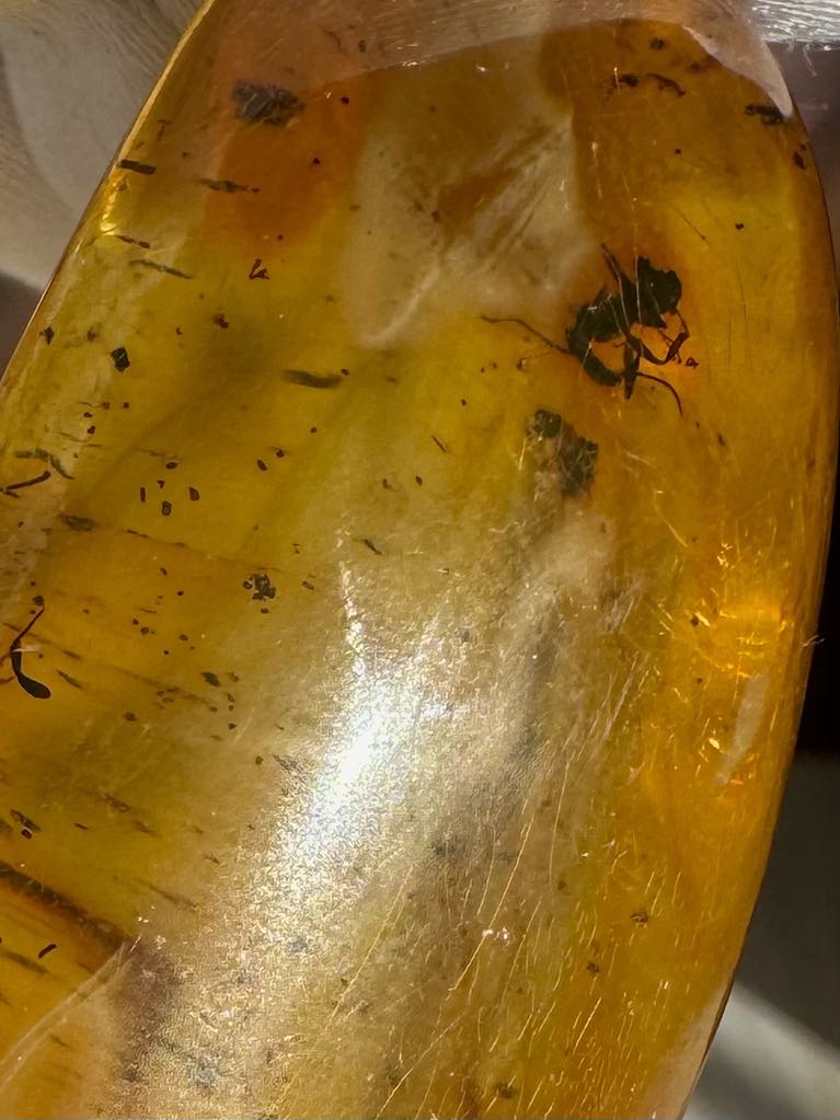 Amber with Insects