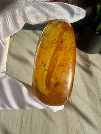 Amber with Insects