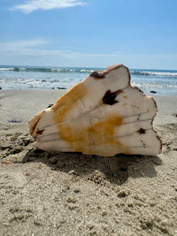 White Birch Petrified Wood