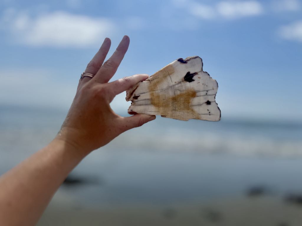 White Birch Petrified Wood