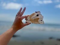 White Birch Petrified Wood