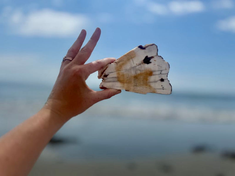 White Birch Petrified Wood